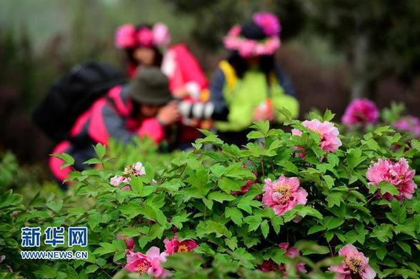 Bloomy flowers in Heze welcome visitors