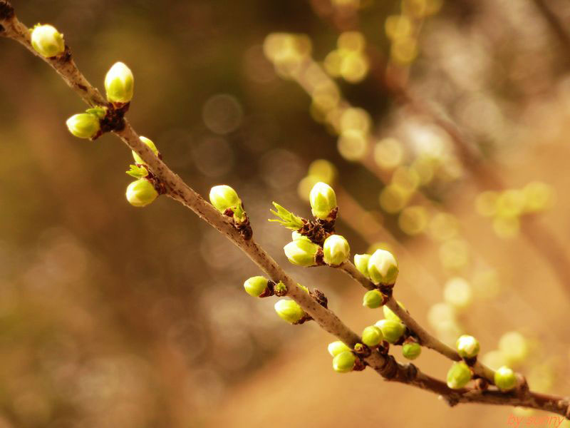 桃花迎春吐露芬芳