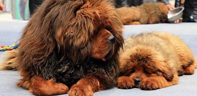 Famous Tibetan mastiffs exhibited in Beijing