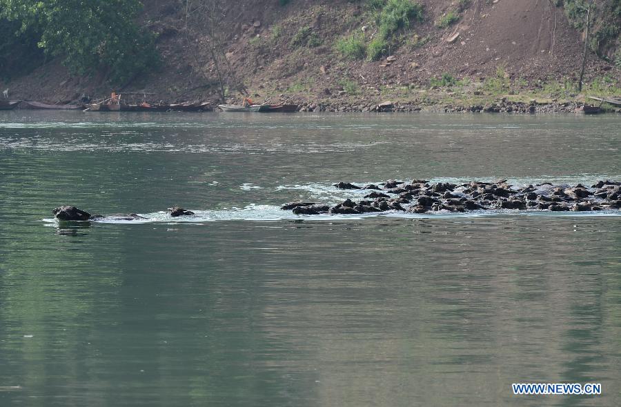 #CHINA-SICHUAN-NANCHONG-BUFFALO (CN) 