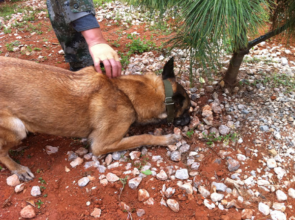 A dog is trained to find the truffles under the host pine saplings. [Photo/ China Daily]