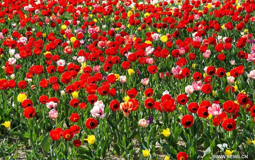 Tulip blossom at the Beijing International Flower Port in Beijing, capital of China, April 29, 2013. A tulip cultural gala was held here, presenting over 4 million tulips from more than 100 species.