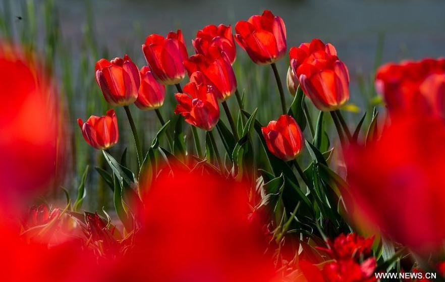 Tulip blossom at the Beijing International Flower Port in Beijing, capital of China, April 29, 2013. A tulip cultural gala was held here, presenting over 4 million tulips from more than 100 species.