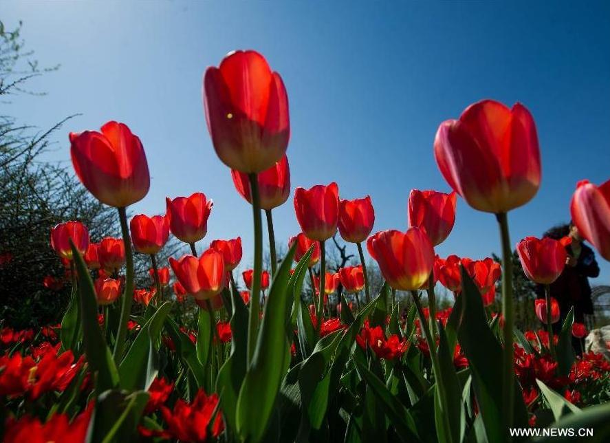 Tulip blossom at the Beijing International Flower Port in Beijing, capital of China, April 29, 2013. A tulip cultural gala was held here, presenting over 4 million tulips from more than 100 species.