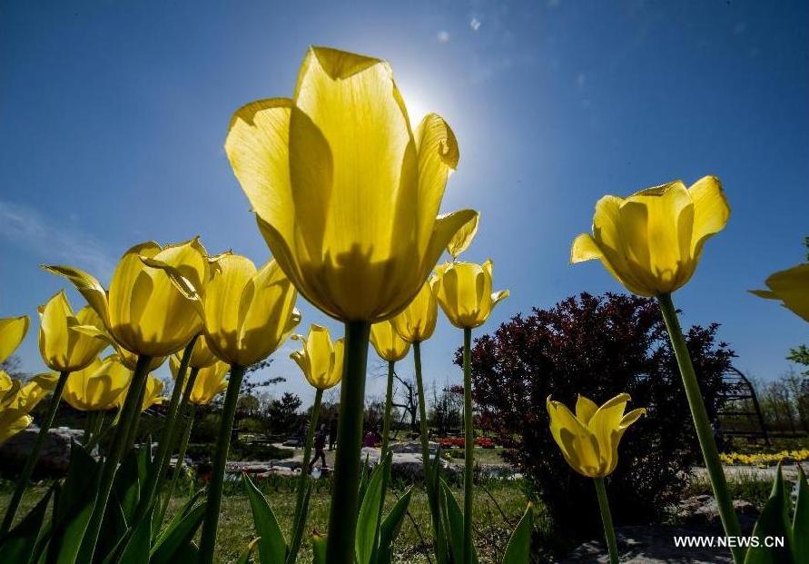 Tulip blossom at the Beijing International Flower Port in Beijing, capital of China, April 29, 2013. A tulip cultural gala was held here, presenting over 4 million tulips from more than 100 species.