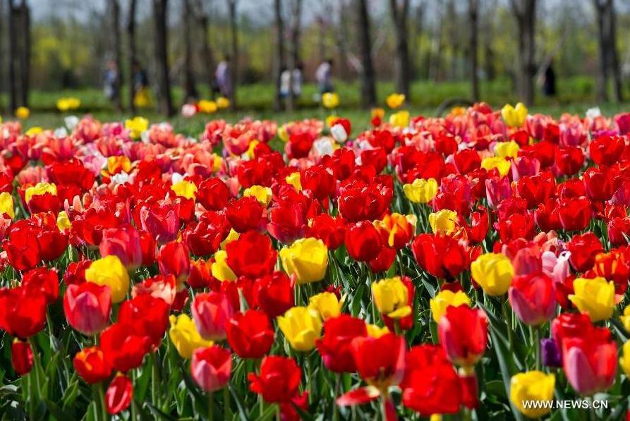 Tulip blossom at the Beijing International Flower Port in Beijing, capital of China, April 29, 2013. A tulip cultural gala was held here, presenting over 4 million tulips from more than 100 species.