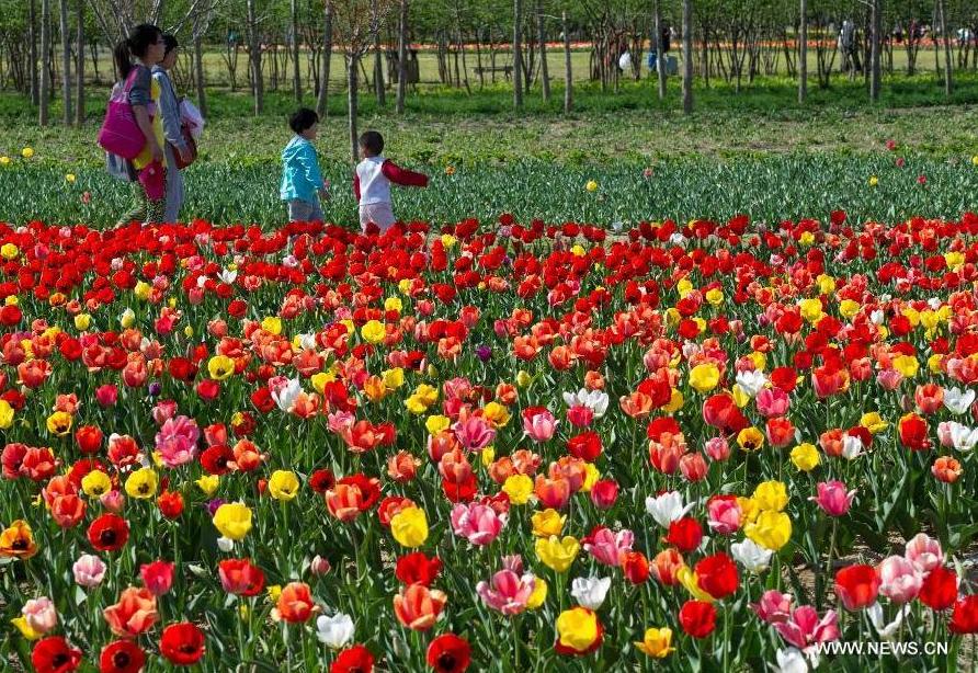 Tourists walk on a pathway in the flower fields at the Beijing International Flower Port in Beijing, capital of China, April 29, 2013. A tulip cultural gala was held here, presenting over 4 million tulips from more than 100 species.