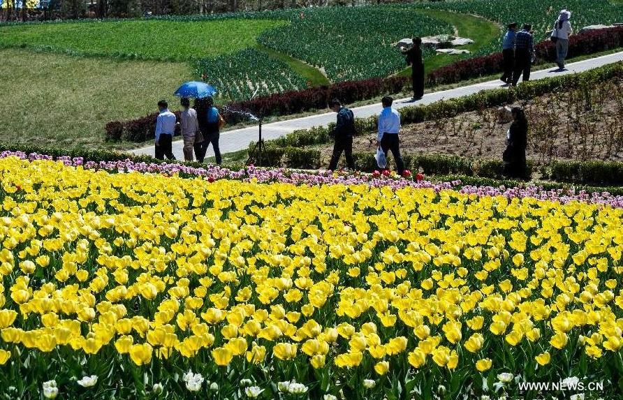 Tourists walk on a pathway in the flower fields at the Beijing International Flower Port in Beijing, capital of China, April 29, 2013. A tulip cultural gala was held here, presenting over 4 million tulips from more than 100 species.