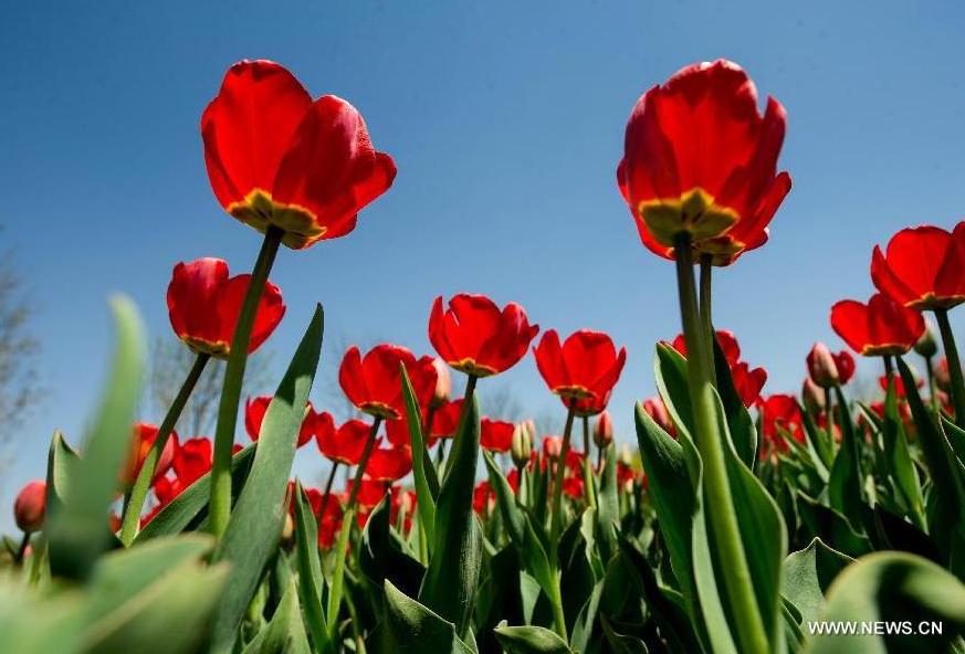 Tulip blossom at the Beijing International Flower Port in Beijing, capital of China, April 29, 2013. A tulip cultural gala was held here, presenting over 4 million tulips from more than 100 species.