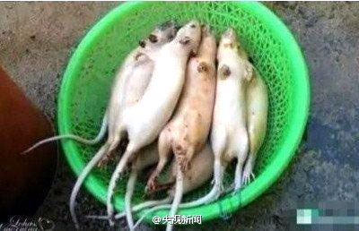 A photo from China Central Television's weibo, China's twitter-like micro-blogging service, shows a basket of rats that will be sold in a market in an unspecified location. [Photo: life.21cn.com]