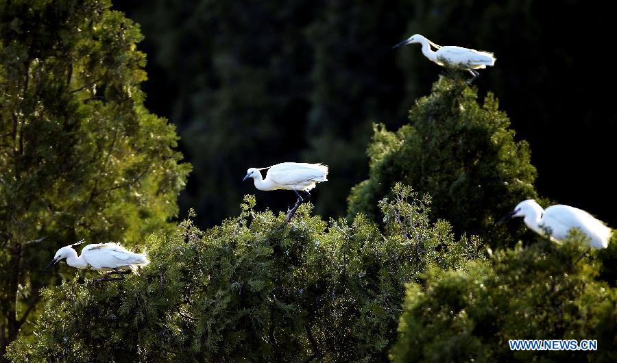 CHINA-QINHUANGDAO-WHITE EGRETS (CN)