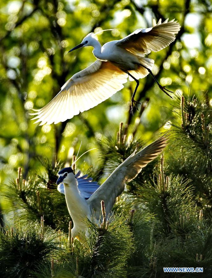 CHINA-QINHUANGDAO-WHITE EGRETS (CN)