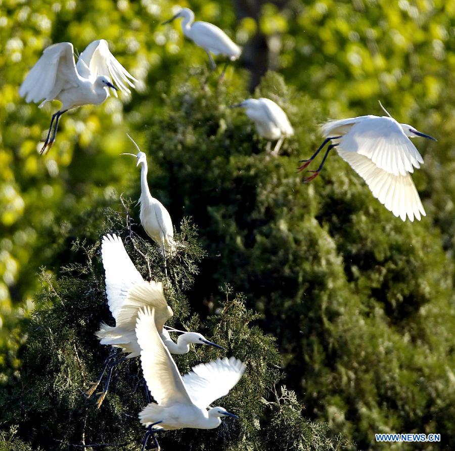 CHINA-QINHUANGDAO-WHITE EGRETS (CN)