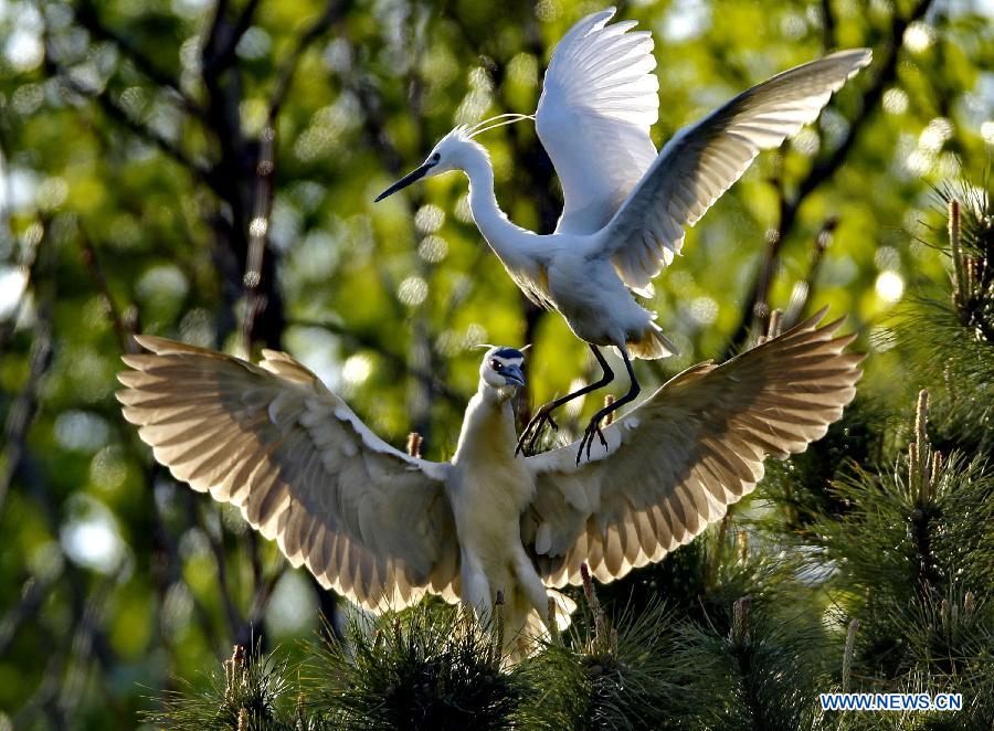 CHINA-QINHUANGDAO-WHITE EGRETS (CN)