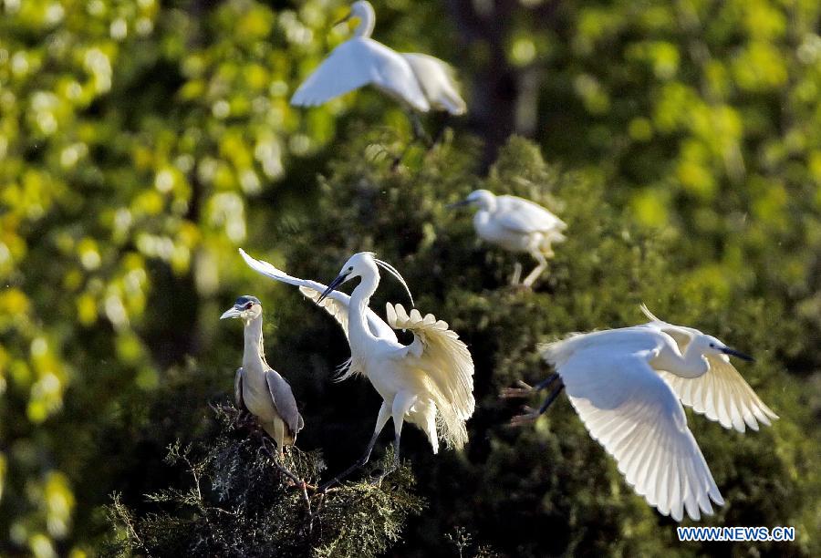 CHINA-QINHUANGDAO-WHITE EGRETS (CN)