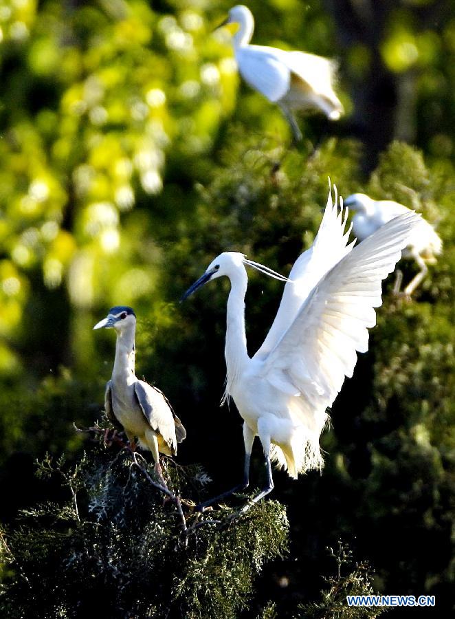 CHINA-QINHUANGDAO-WHITE EGRETS (CN)