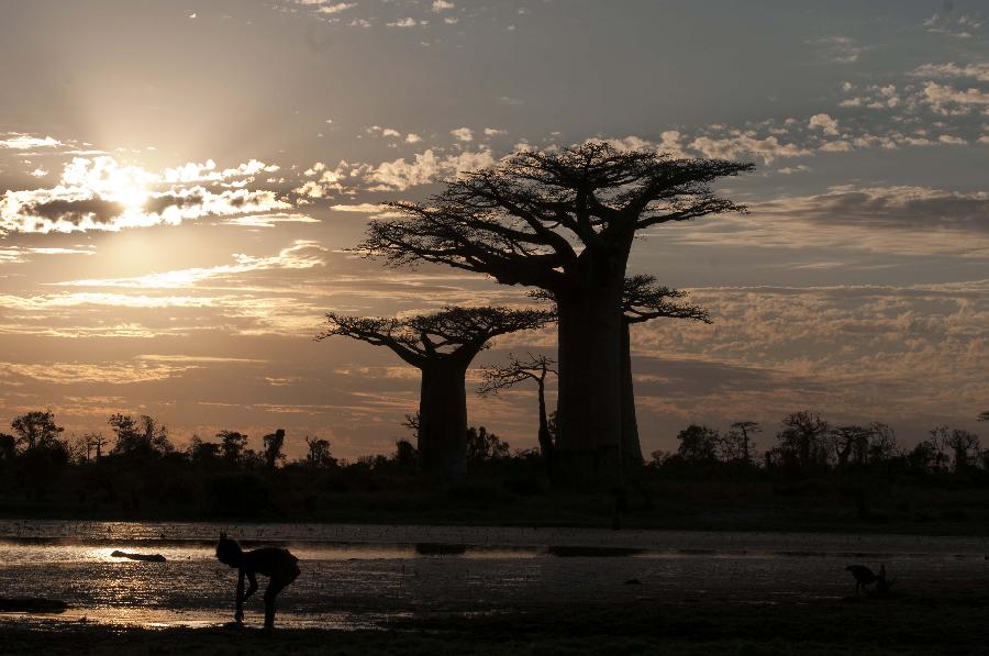 MADAGASCAR-MANDABE-BAOBABS