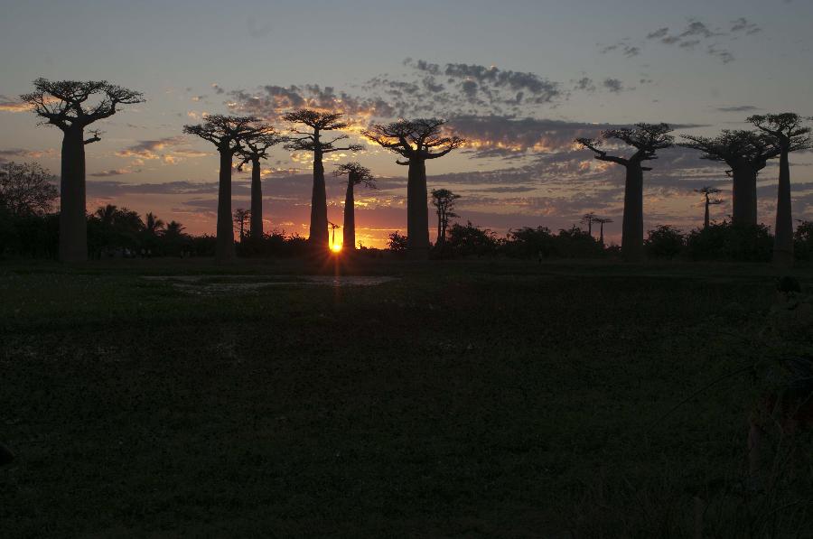 MADAGASCAR-MANDABE-BAOBABS