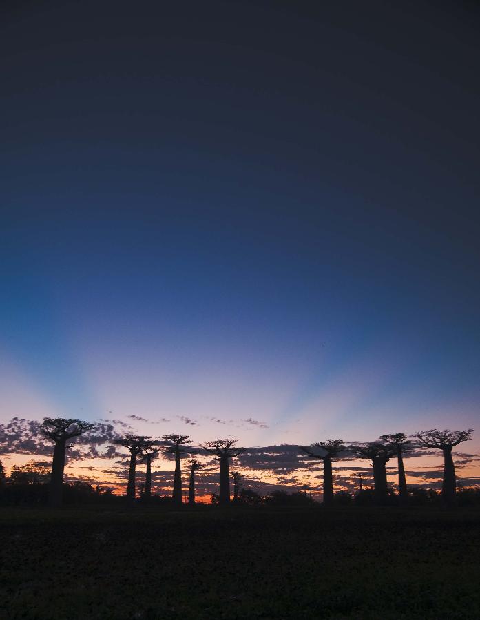 MADAGASCAR-MANDABE-BAOBABS