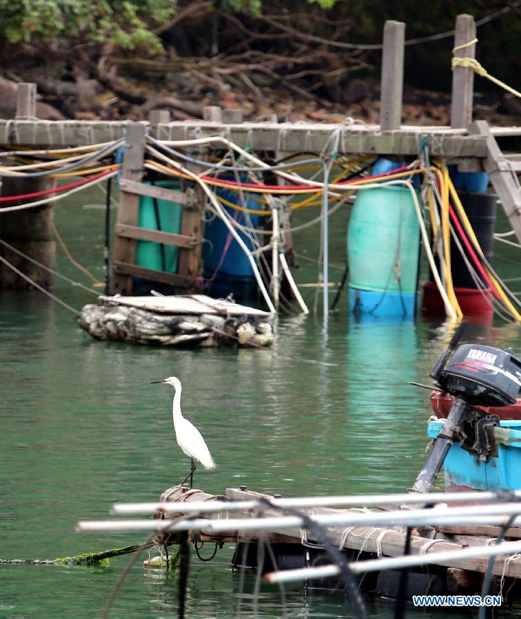 CHINA-HONG KONG-MA WAN-SCENERY (CN)