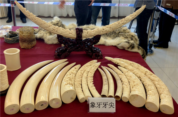 Ivory products seized during a crackdown on the illegal wildlife trade are displayed by the public security office of the Beijing Bureau of Landscape and Forestry on Wednesday in Baiwangshan park. [Photo / China Daily]