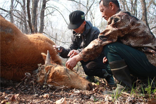 Wang Zengxiang, a herdsman in Hunchun, Jilin province, and an official from the Wildlife Conservation Society check the bite marks on a cow that was killed by Siberian tigers on Monday. [Photo/China Daily]
