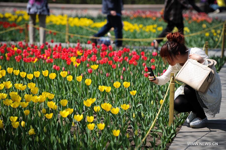 CHINA-CHANGCHUN-TULIPS (CN)