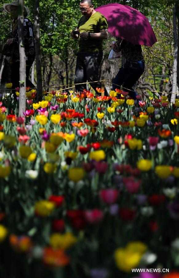 CHINA-CHANGCHUN-TULIPS (CN)