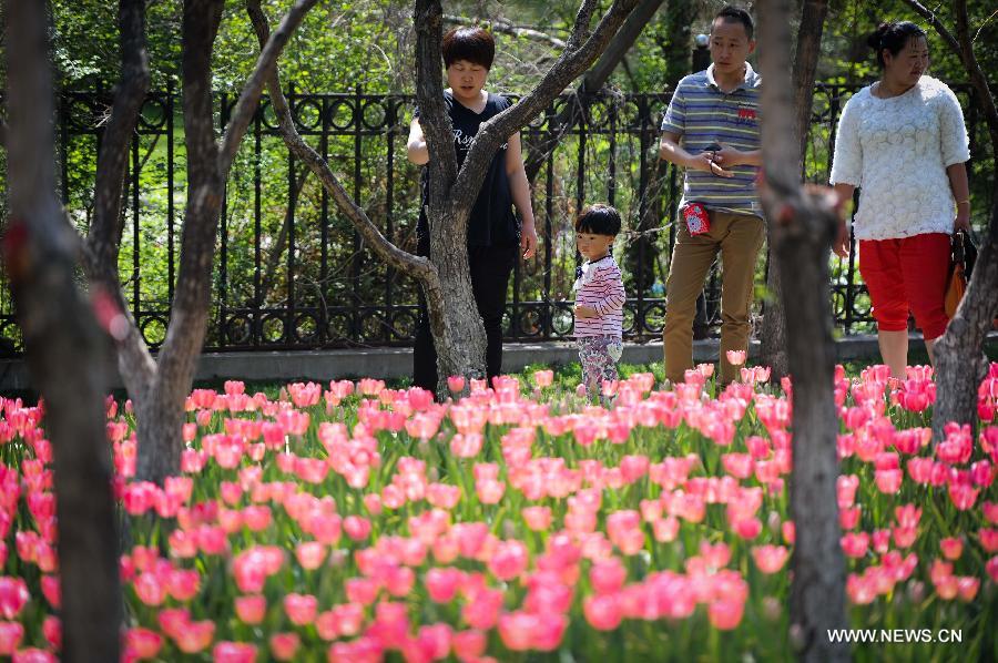 CHINA-CHANGCHUN-TULIPS (CN)