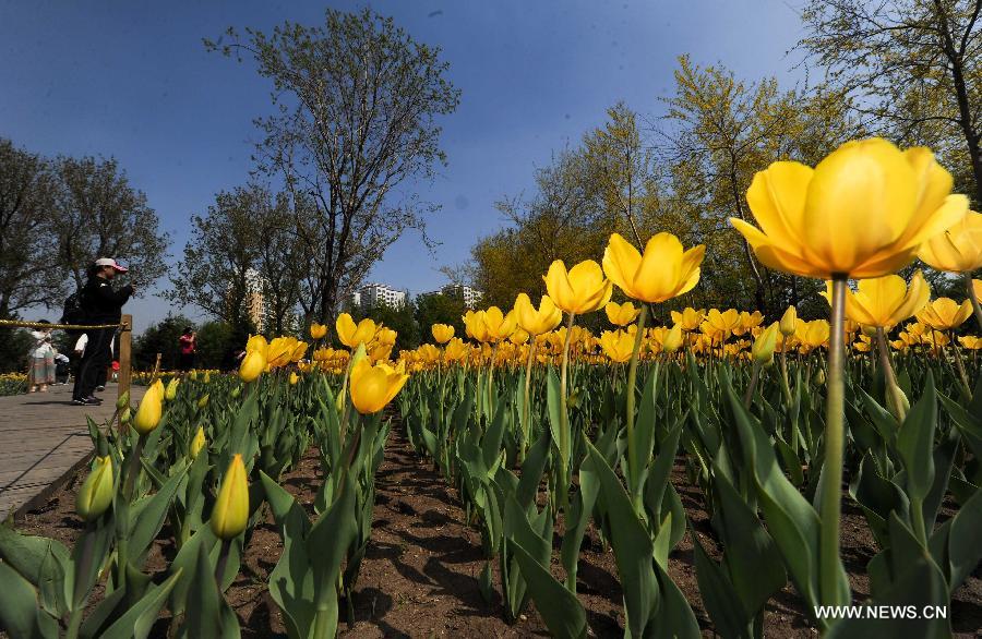 tulip blossom in ne china