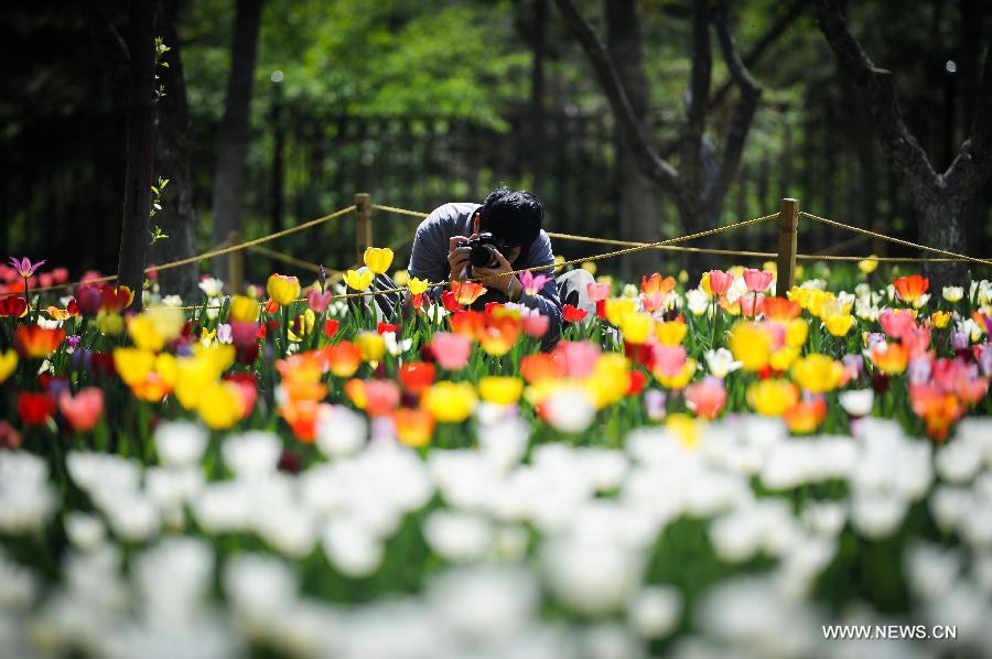 CHINA-CHANGCHUN-TULIPS (CN)