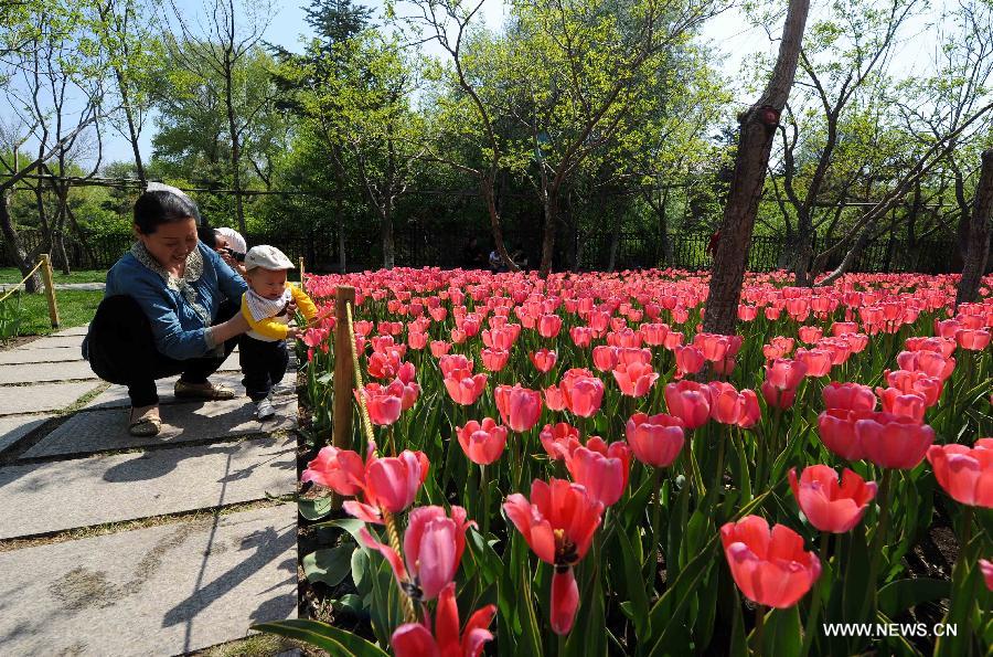 CHINA-CHANGCHUN-TULIPS (CN)