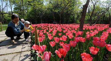 CHINA-CHANGCHUN-TULIPS (CN)