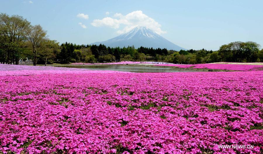 Photo taken on May 14, 2013 shows the Fuji Mountain seen behind blossoming Shiba Sakura in Japan's Yamanashi prefecture.