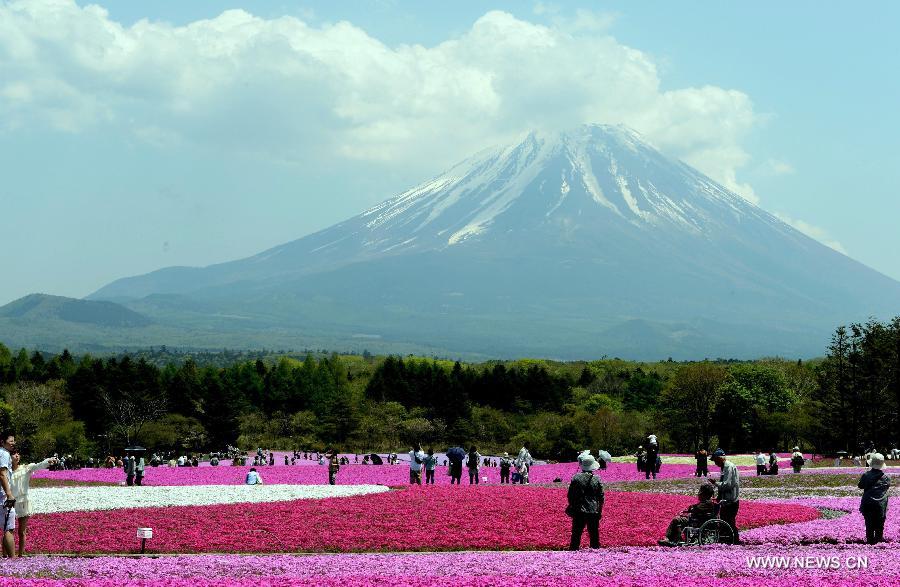 Photo taken on May 14, 2013 shows the Fuji Mountain seen behind blossoming Shiba Sakura in Japan's Yamanashi prefecture. 