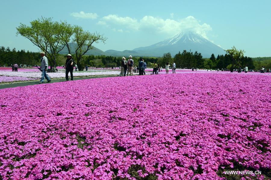 Photo taken on May 14, 2013 shows the Fuji Mountain seen behind blossoming Shiba Sakura in Japan's Yamanashi prefecture. 