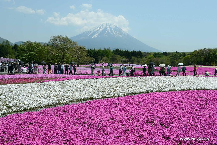 Photo taken on May 14, 2013 shows the Fuji Mountain seen behind blossoming Shiba Sakura in Japan's Yamanashi prefecture. 