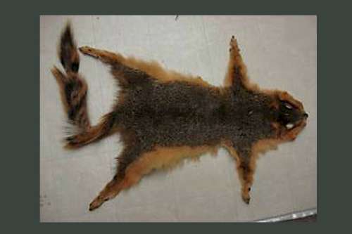 Squirrel pelts, one of the 'top 10 weirdest currencies in the world' by China.org.cn.