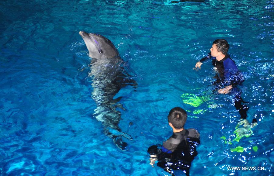 #CHINA-SHANDONG-PENGLAI-DOLPHINS FROM JAPAN-ARRIVAL(CN)