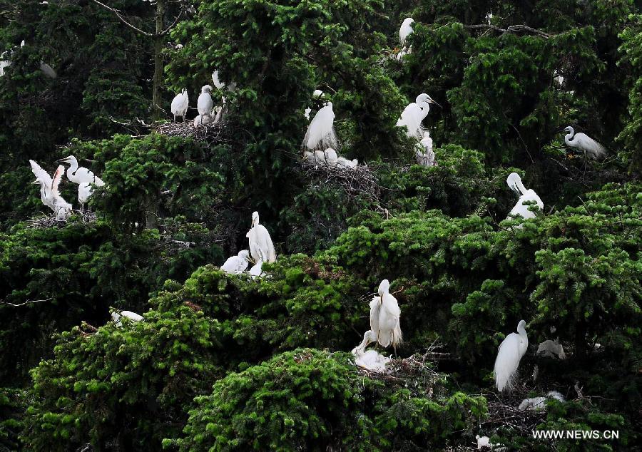 CHINA-JIANGXI-EGRET (CN)