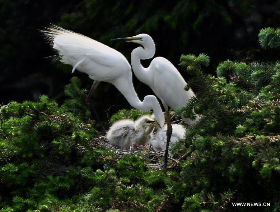 CHINA-JIANGXI-EGRET (CN)