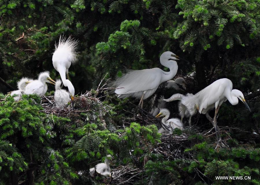 CHINA-JIANGXI-EGRET (CN)