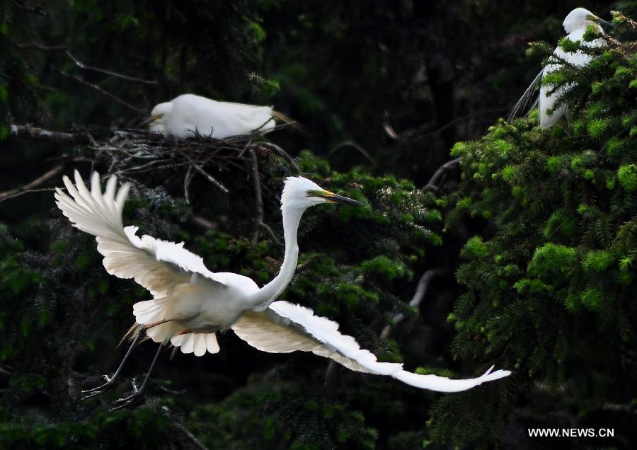 CHINA-JIANGXI-EGRET (CN)