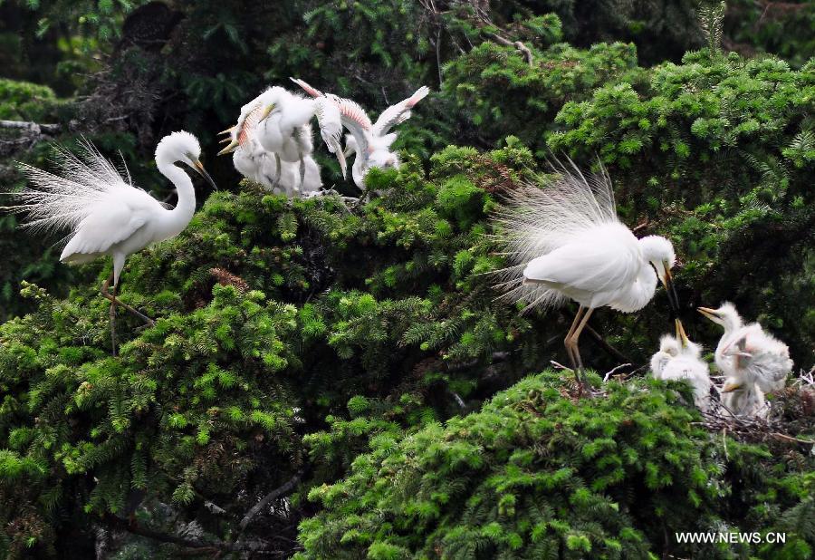 CHINA-JIANGXI-EGRET (CN)