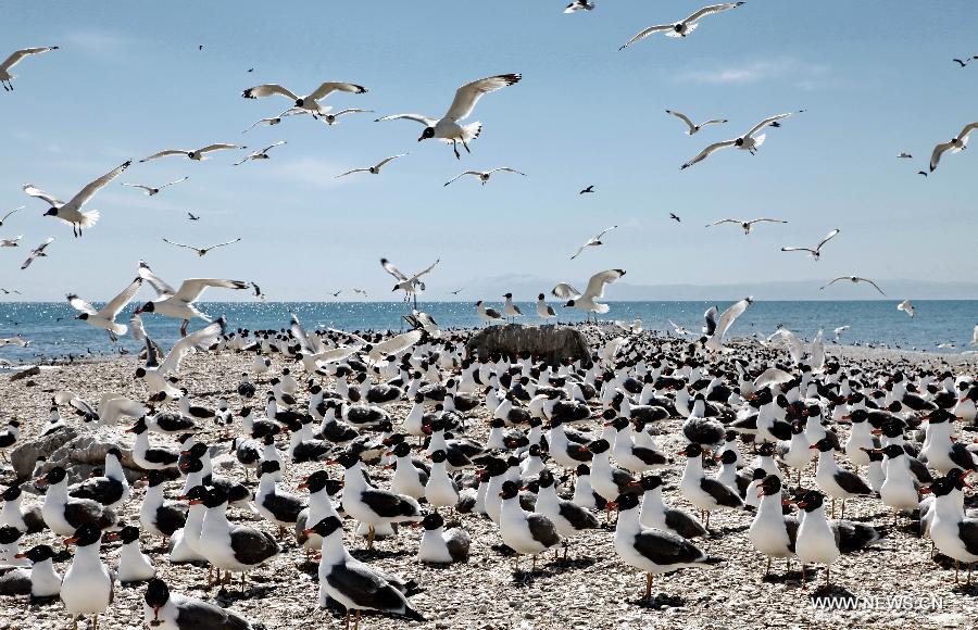 #CHINA-QINGHAI-XINING-MIGRATORY BIRDS(CN)