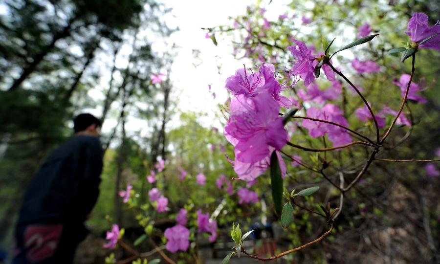 CHINA-CHANGCHUN-AZALEA (CN)