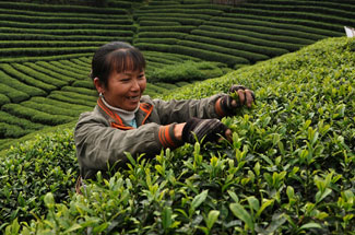 Tea time loses its popularity