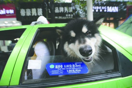 Lost dog jumped into taxi to find shelter.