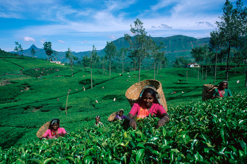 Sri Lankan women pick tea leaves. [File photo]