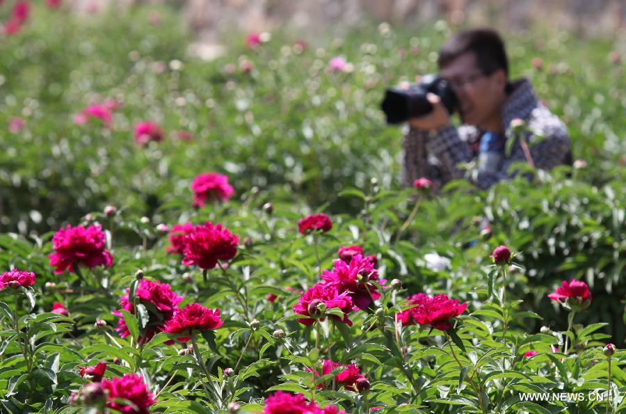 A tourist takes photos of peony flowers at Shengle Baiting park in Hohhot, capital of north China's Inner Mongolia Autonomous Region, May 25, 2013.